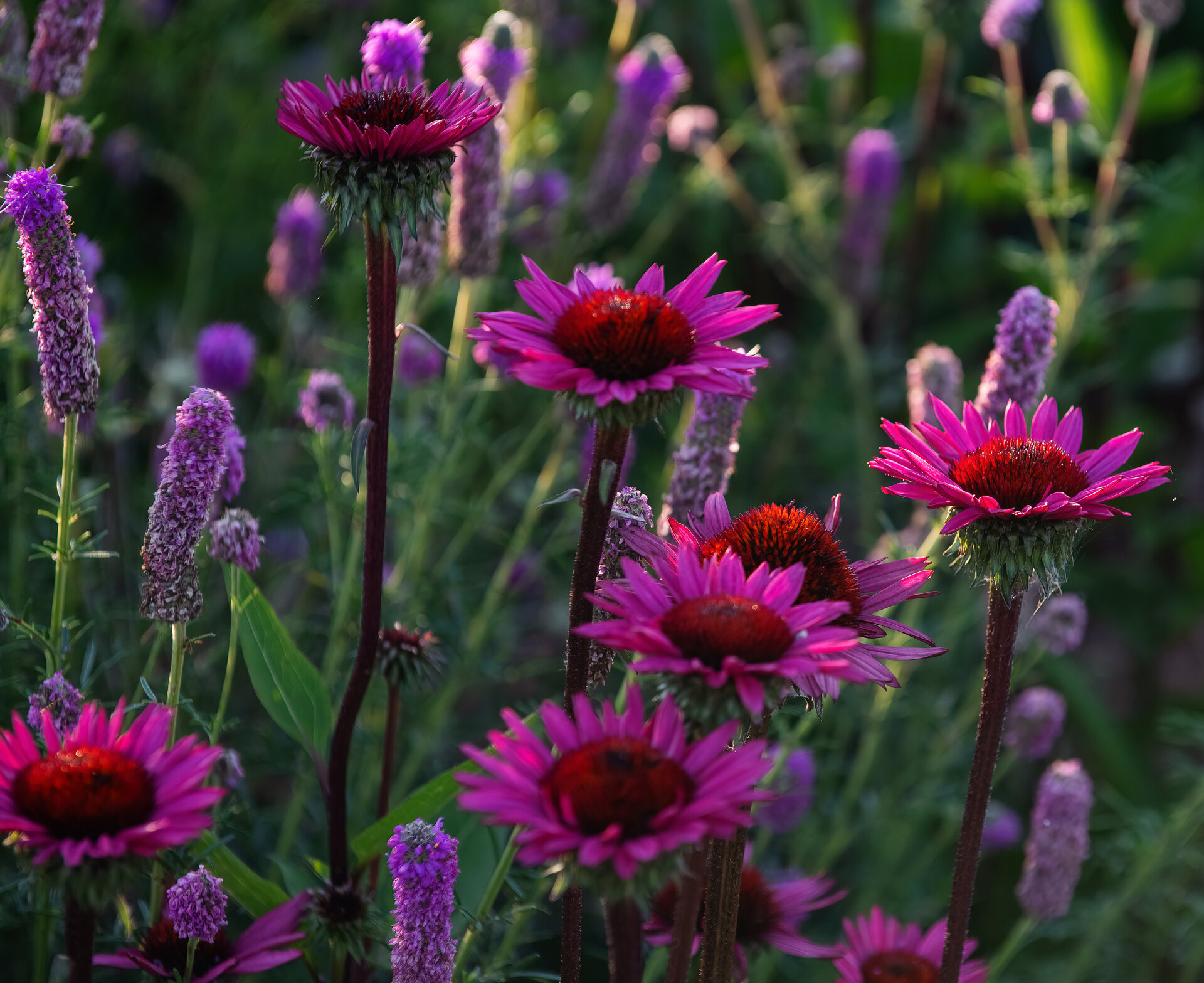 Echinacea purpurea 'Fatal Attraction'